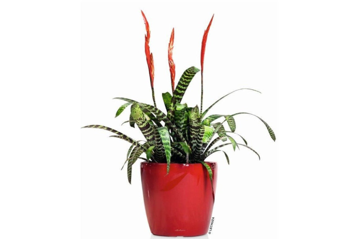 Lechuza CLASSICO LS 43 PREMIUM Self-Watering Pot