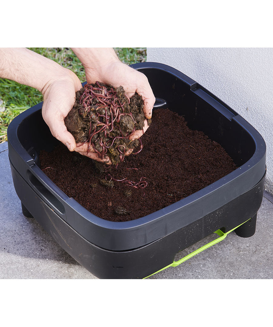 Maze Live Compost Worms Sent Direct - Approx. 1000