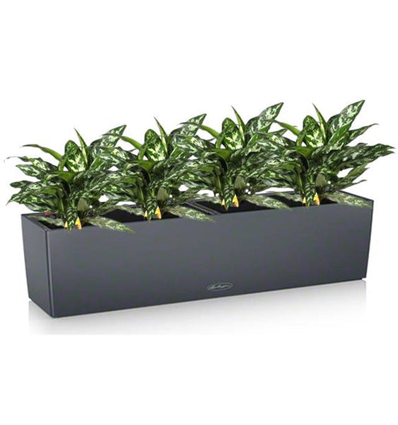 Lechuza Self-Watering Planter Box - BALCONERA Color 80