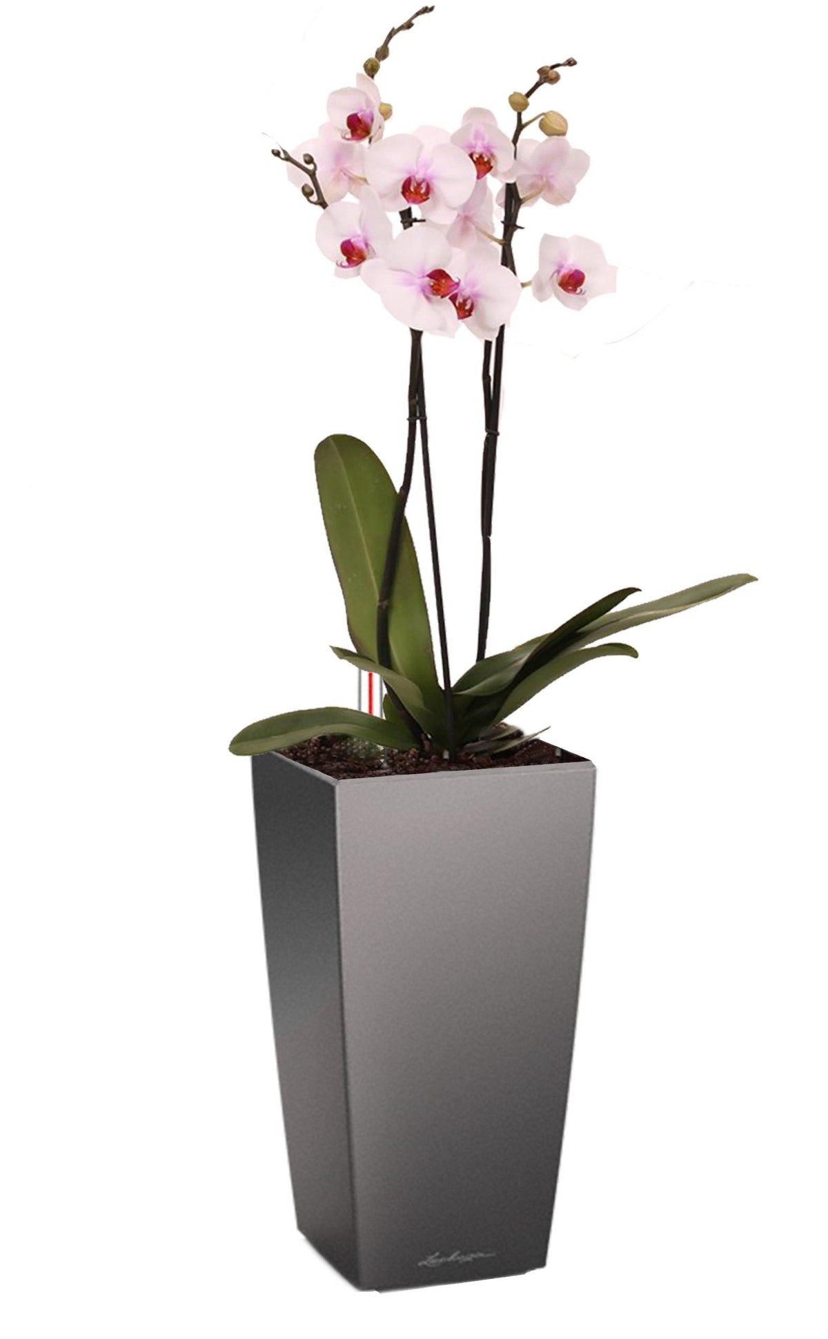 Lechuza Self Watering Pot - MAXI CUBI 14