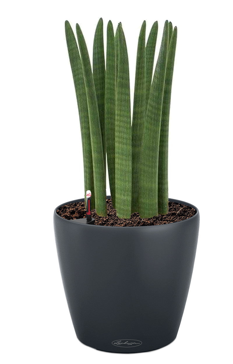 Lechuza Self-Watering Pot - CLASSICO Color 21