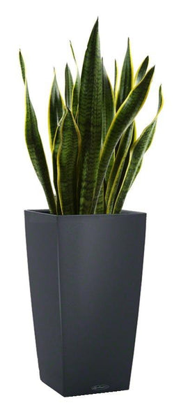 Lechuza Self-Watering Pot -  CUBICO Color 40