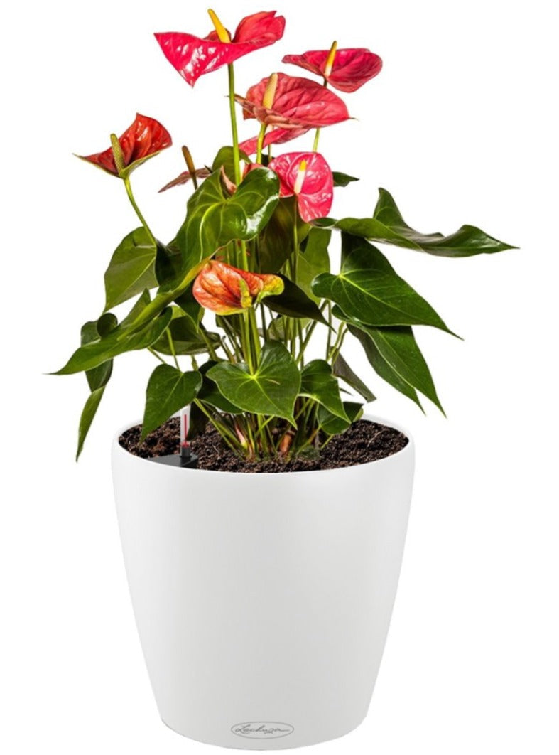 Lechuza Self-Watering Pot - CLASSICO Color 35