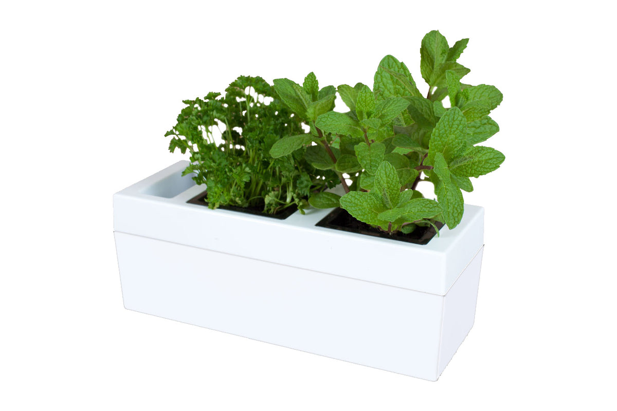 Greenlife Self-watering Kitchen Herb Growing Planter with 2 Pots