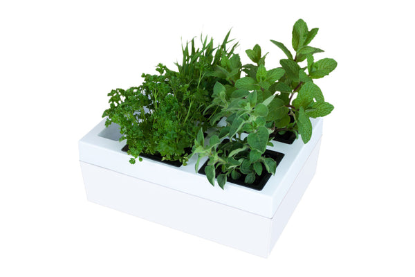 Greenlife Self-watering Bench Top Herb Growing Planter with 4 Pots