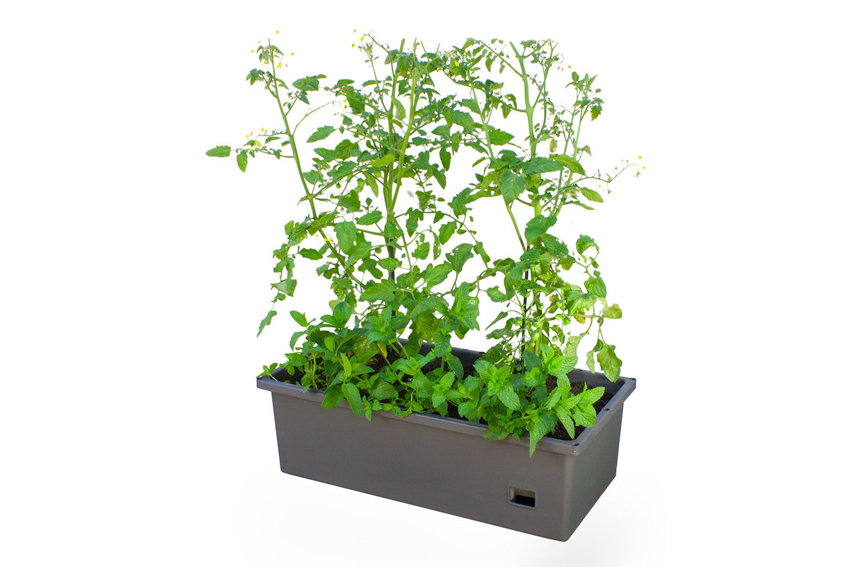 Greenlife Self-Watering Mobile Planter Box with Greenhouse & Netting