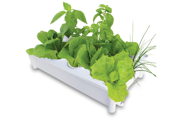 Greenlife Self-Watering Salad Planter Grower with 8 Pots - White
