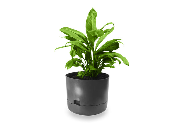 Greenlife Circular Self Watering Plastic Pot - Slate Grey 300 x 300 x 250mm