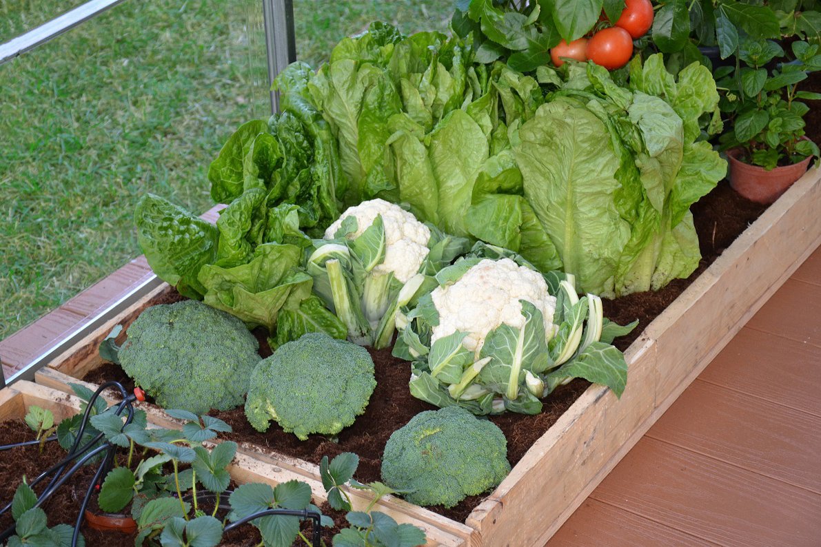Maze Greenhouse Accessory - Greenhouse Drip Kit
