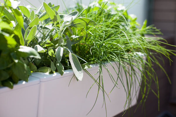 Glowpear Mini Wall Planter - Self Watering Vertical Garden Planter Box