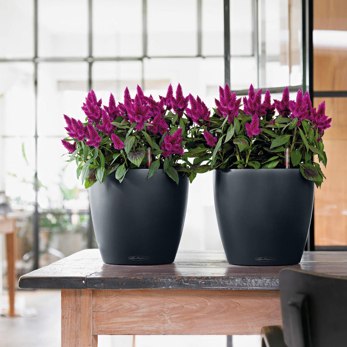Lechuza Self-Watering Pot - CLASSICO Color 21