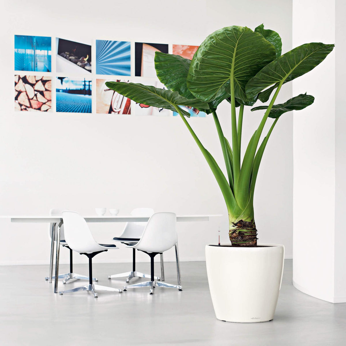 Lechuza CLASSICO LS 50 PREMIUM Self-Watering Pot