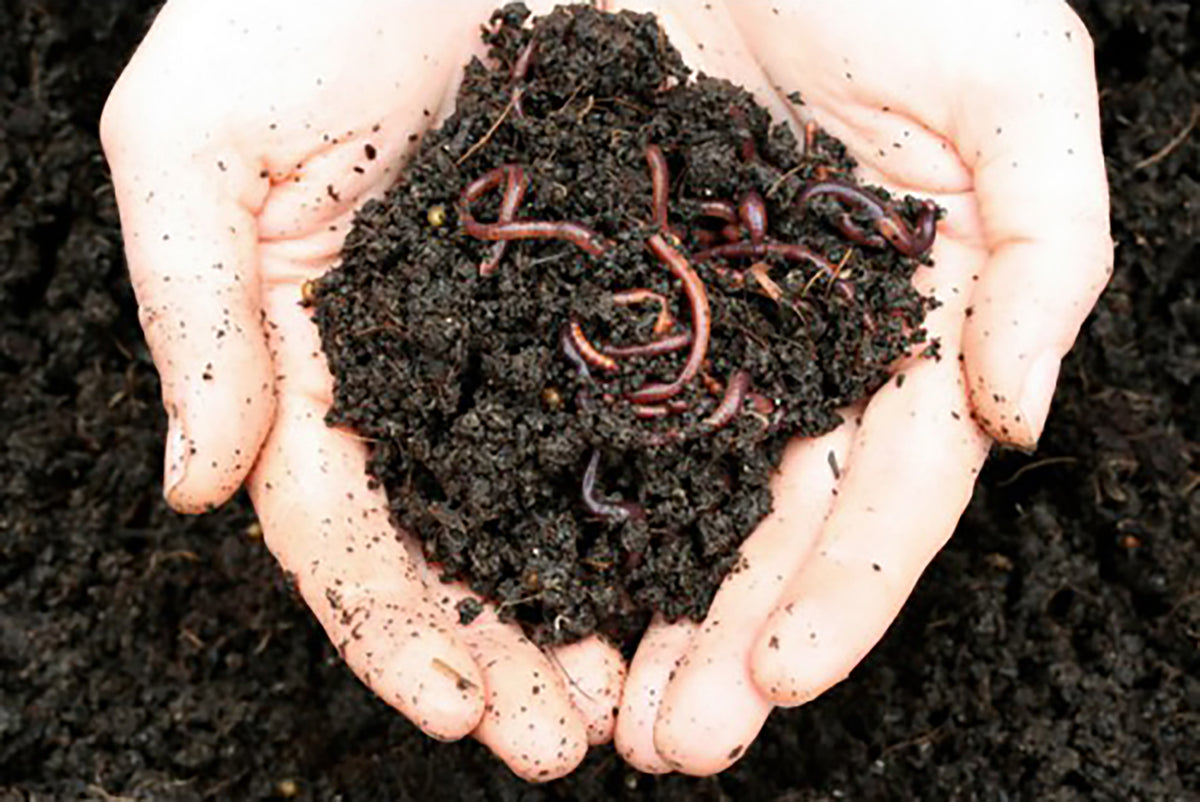 Maze Live Compost Worms Sent Direct - Approx. 1000