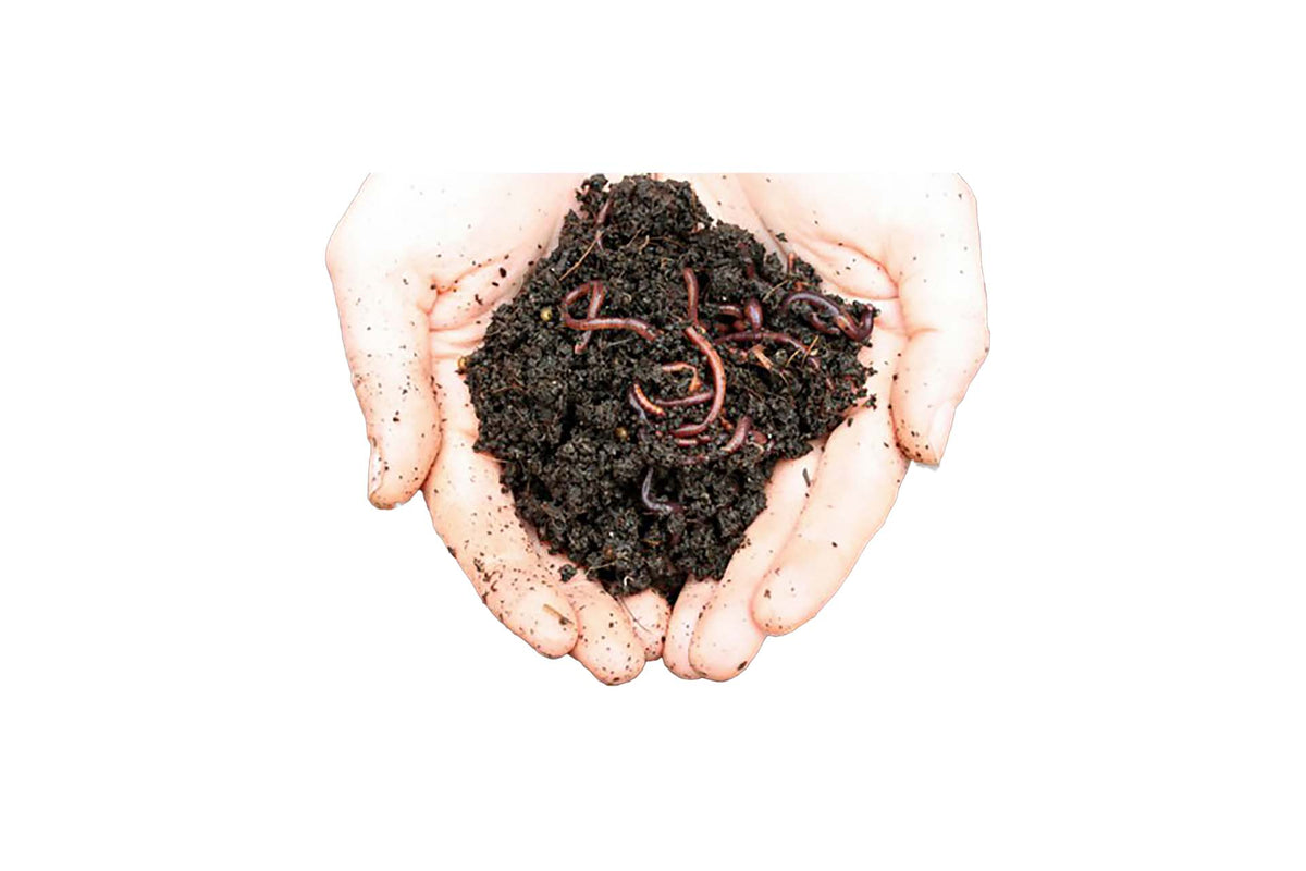 Maze Live Compost Worms Sent Direct - Approx. 1000