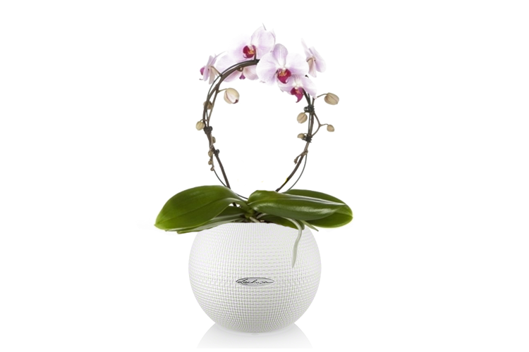Lechuza Self-Watering Pot - PURO Color 20