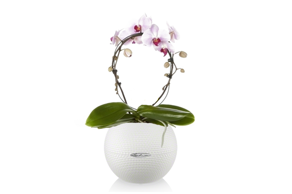 Lechuza Self-Watering Pot - PURO Color 20