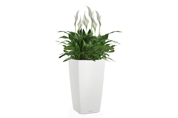 Lechuza Self-Watering Pot - CUBICO Color 30