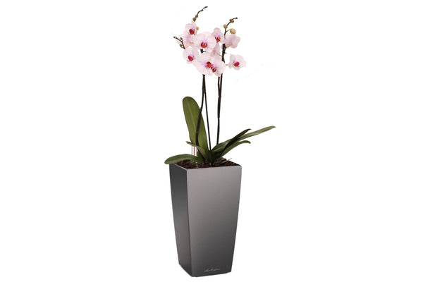 Lechuza Self Watering Pot - MAXI CUBI 14