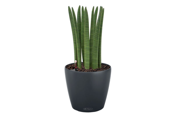Lechuza Self-Watering Pot - CLASSICO Color 21