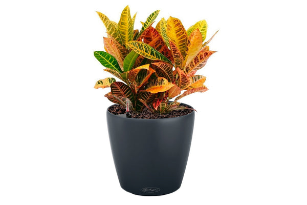 Lechuza Self-Watering Pot - CLASSICO Color 28