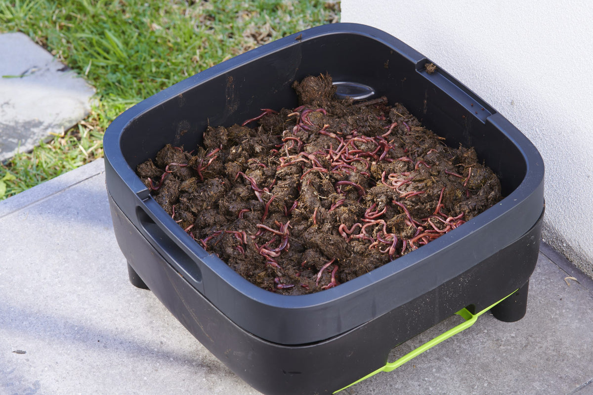 Maze Compact Worm Farm with Plastic Legs and 1000 Worms