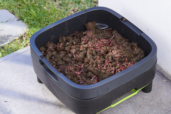 Maze Compact Worm Farm Australian Made with Plastic Legs and 1000 Worms