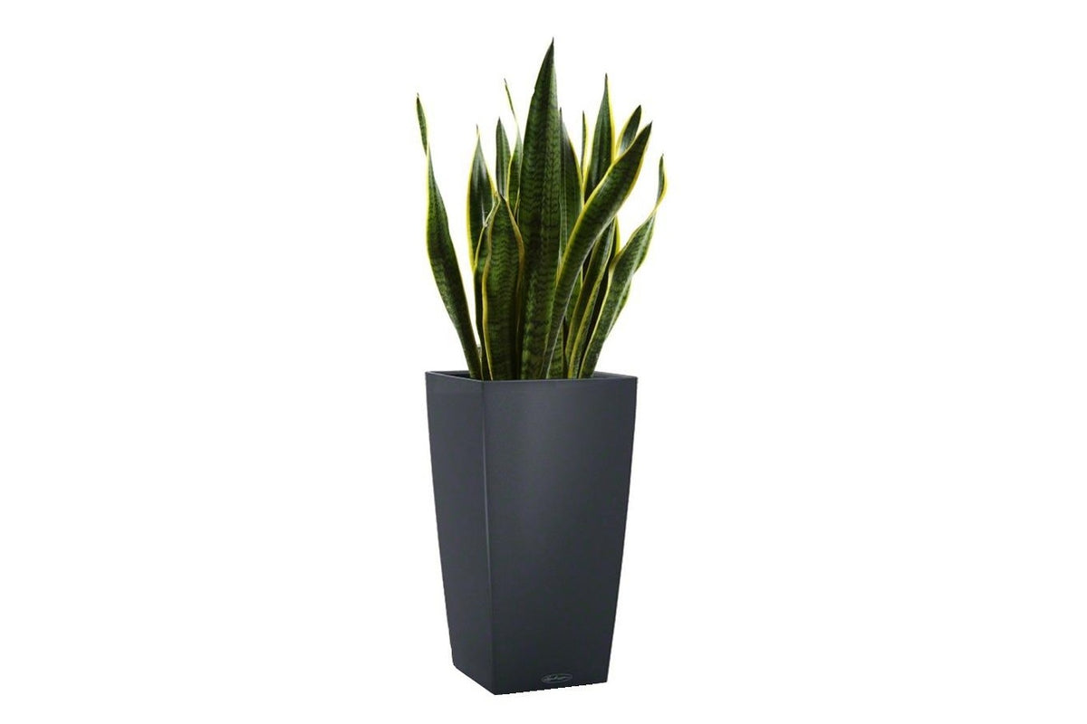 Lechuza Self-Watering Pot -  CUBICO Color 40