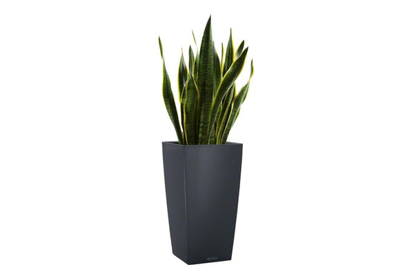 Lechuza Self-Watering Pot -  CUBICO Color 40