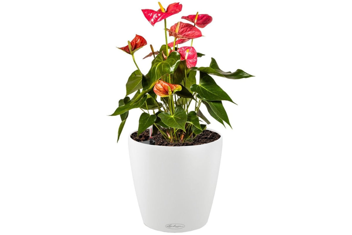 Lechuza Self-Watering Pot - CLASSICO Color 35