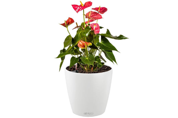 Lechuza Self-Watering Pot - CLASSICO Color 35