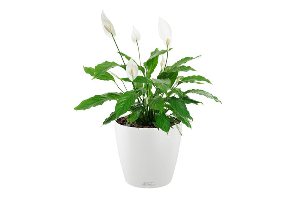 Lechuza Self-Watering Pot - CLASSICO Color 18