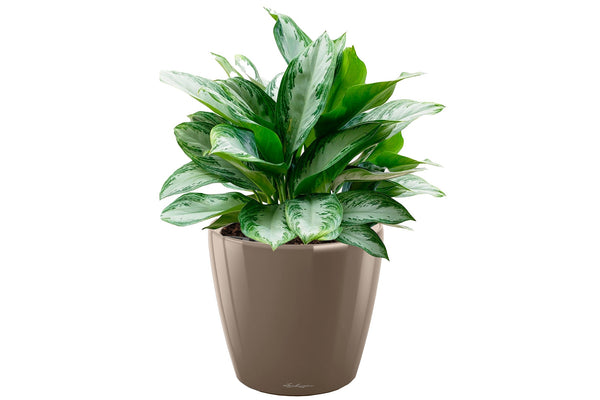 Lechuza CLASSICO LS 35 PREMIUM Self-Watering Pot