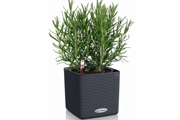 Lechuza Self-Watering Pot - PURO CUBE Color 16