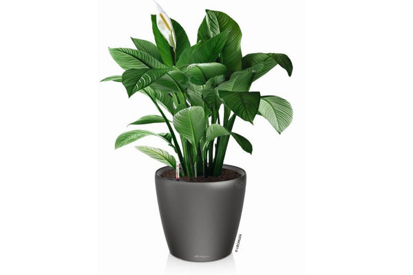 Lechuza CLASSICO LS 21 PREMIUM Self-Watering Pot