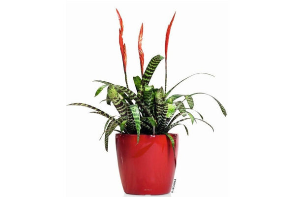 Lechuza CLASSICO LS 43 PREMIUM Self-Watering Pot