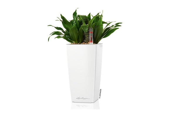 Lechuza Self Watering Pot - MINI CUBI 9