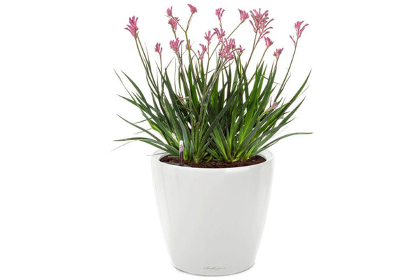 Lechuza CLASSICO LS 28 PREMIUM Self-Watering Pot