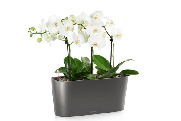 Lechuza DELTA 10 Self-Watering Planter Box