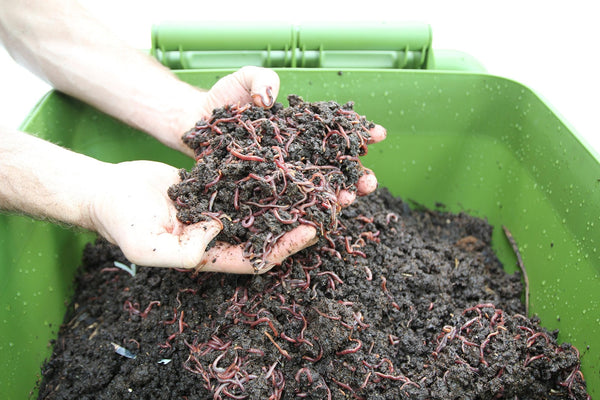 Maze Hungry Bin Worm Farm with 2000 Worms