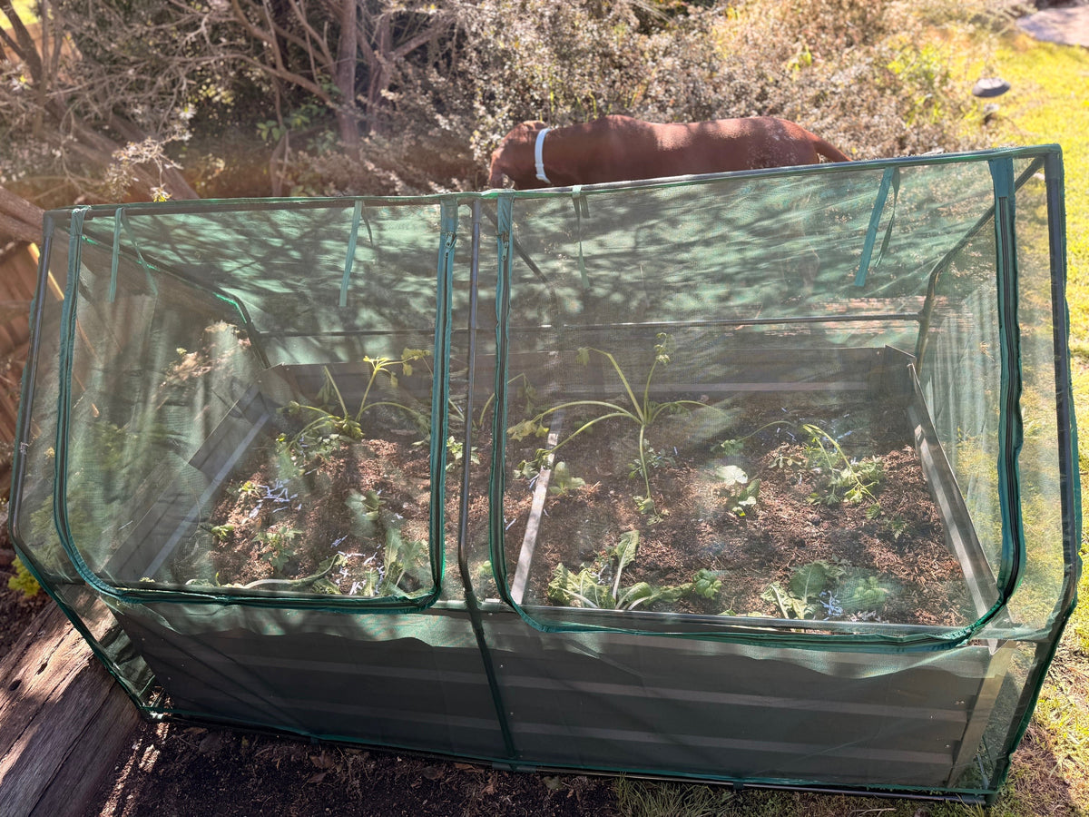 Greenlife Large Drop Over PE Greenhouse + Netting Cover 1850 x 950 x 1020mm