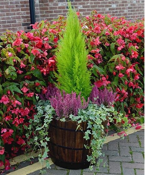 VegTrug Wooden Barrel Large 55cm with Plastic Base - Burnt Oak (6 Pack)