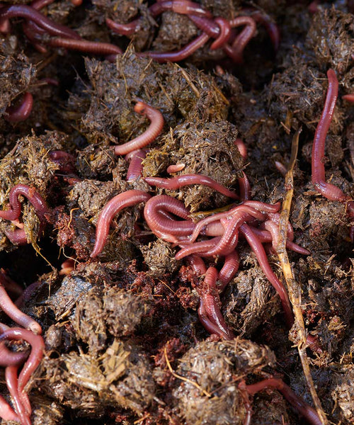 Maze Live Compost Worms Sent Direct - Approx. 500