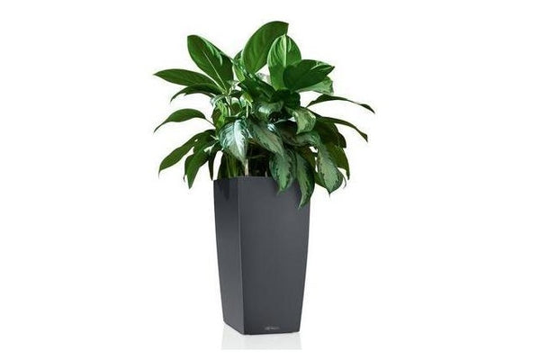 Lechuza Self-Watering Pot - CUBICO Color 22