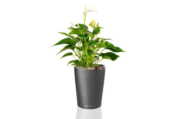 Lechuza Self Watering Pot - MINI DELTINI
