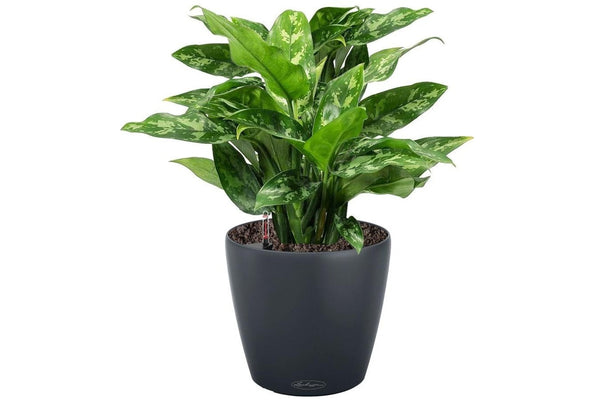 Lechuza Self-Watering Pot - CLASSICO Color 43