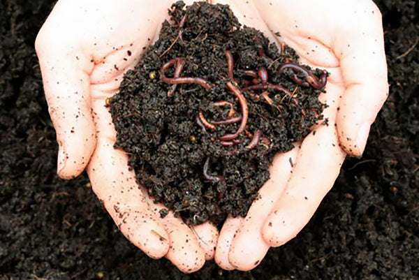 Maze Live Compost Worms Sent Direct - Approx. 500