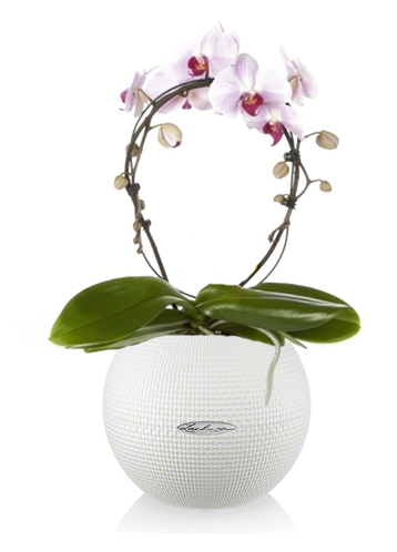 Lechuza Self-Watering Pot - PURO Color 20