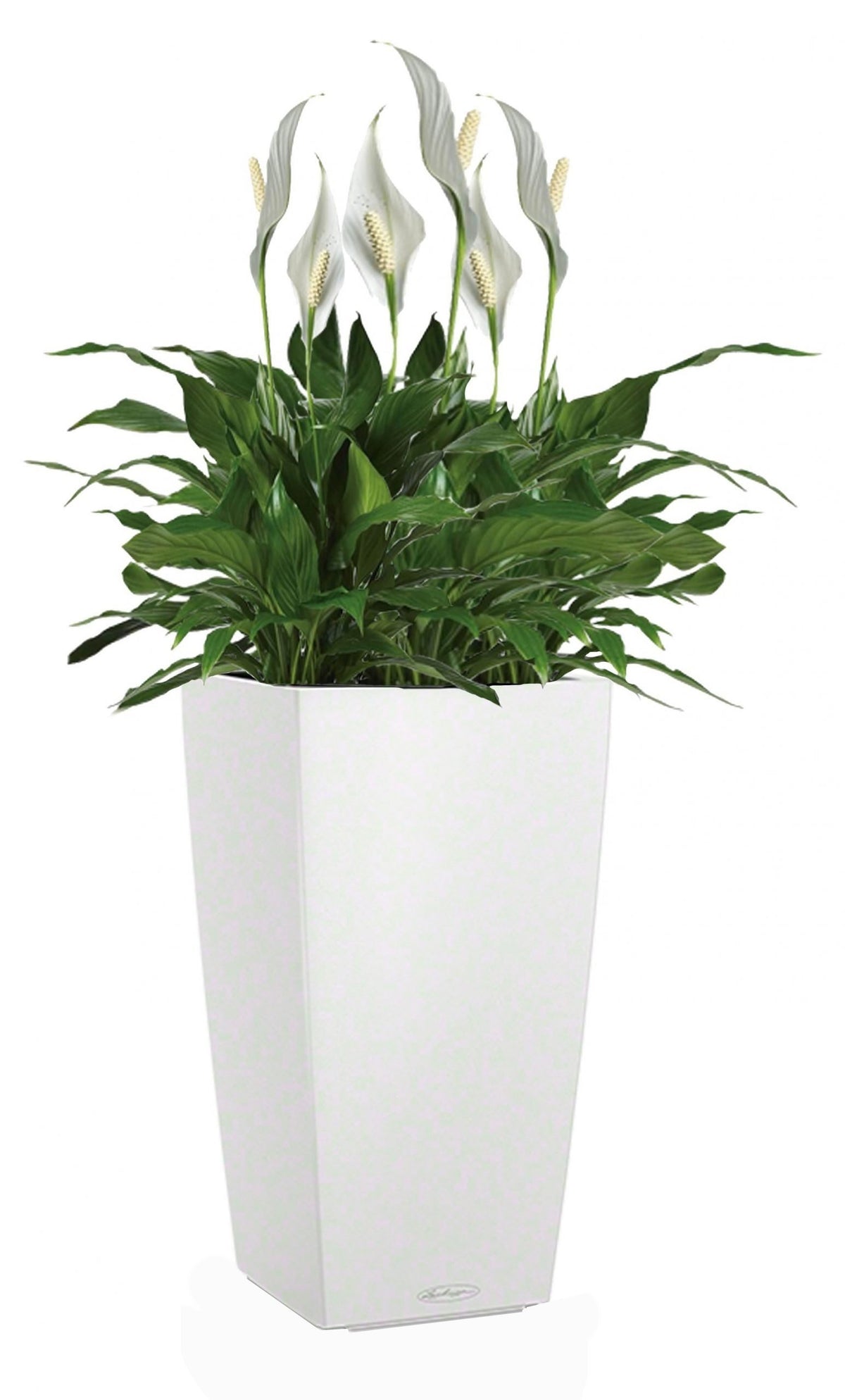 Lechuza Self-Watering Pot - CUBICO Color 30