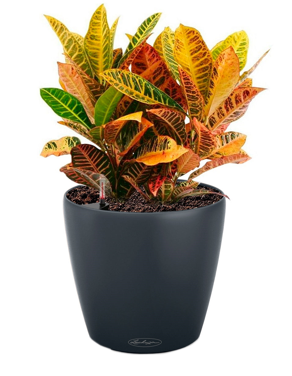 Lechuza Self-Watering Pot - CLASSICO Color 28