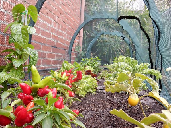 Maze Net Garden Tunnel - 2000L x 1000W x 1000H